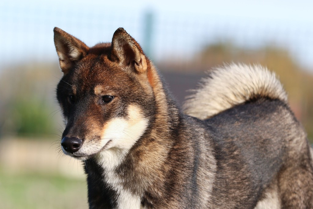 Gakushome Go Higashi Tachibana
