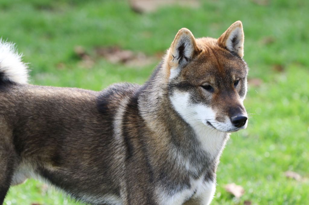 Kibo No Okami Akshan