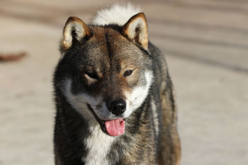 Keikanmaru go aoiyama sou