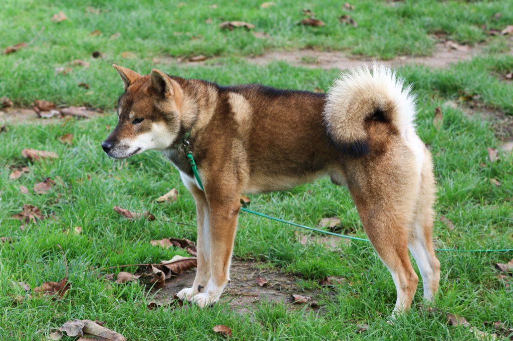 Jurakudai go miyako tachibanaen