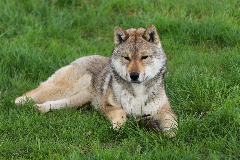 Tanba no kiyoteru go tanbakihousou