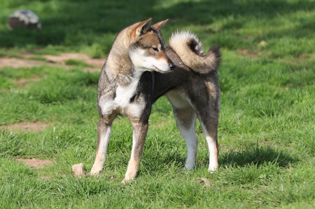 Nagitsujihime go miyako tachibanaen