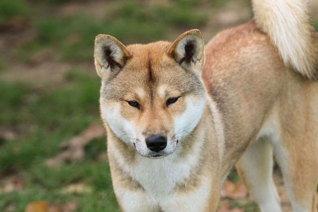 Kiyomizu go miyako tachibanaen