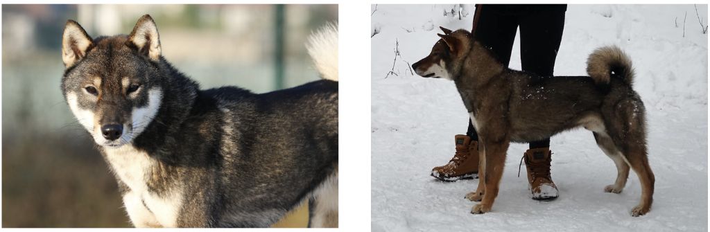 Kibo No Okami - Shikoku - Portée née le 30/10/2025