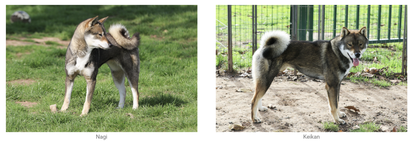 Kibo No Okami - Shikoku - Portée née le 25/11/2025