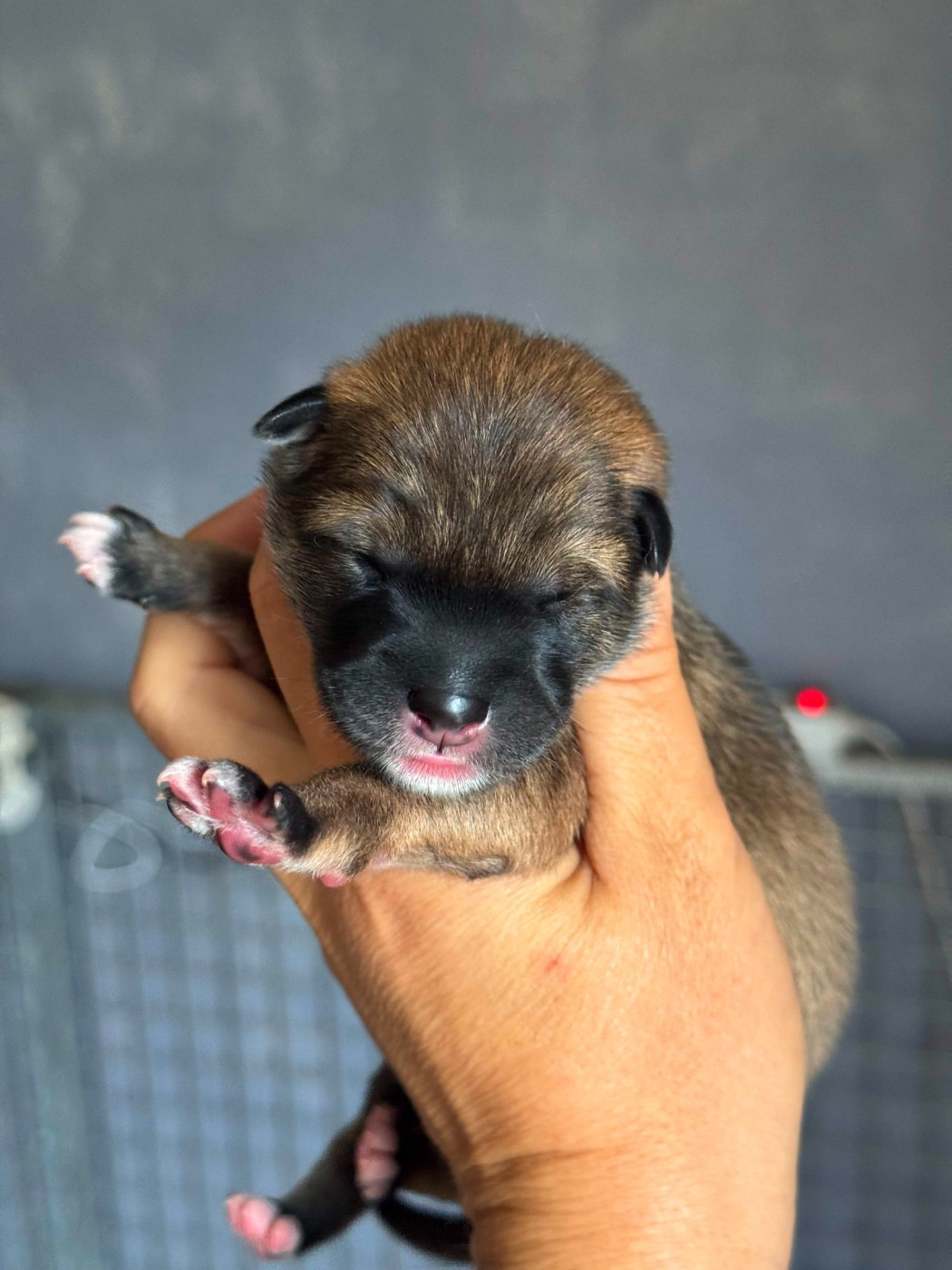 Kibo No Okami - Chiots disponibles - Shikoku