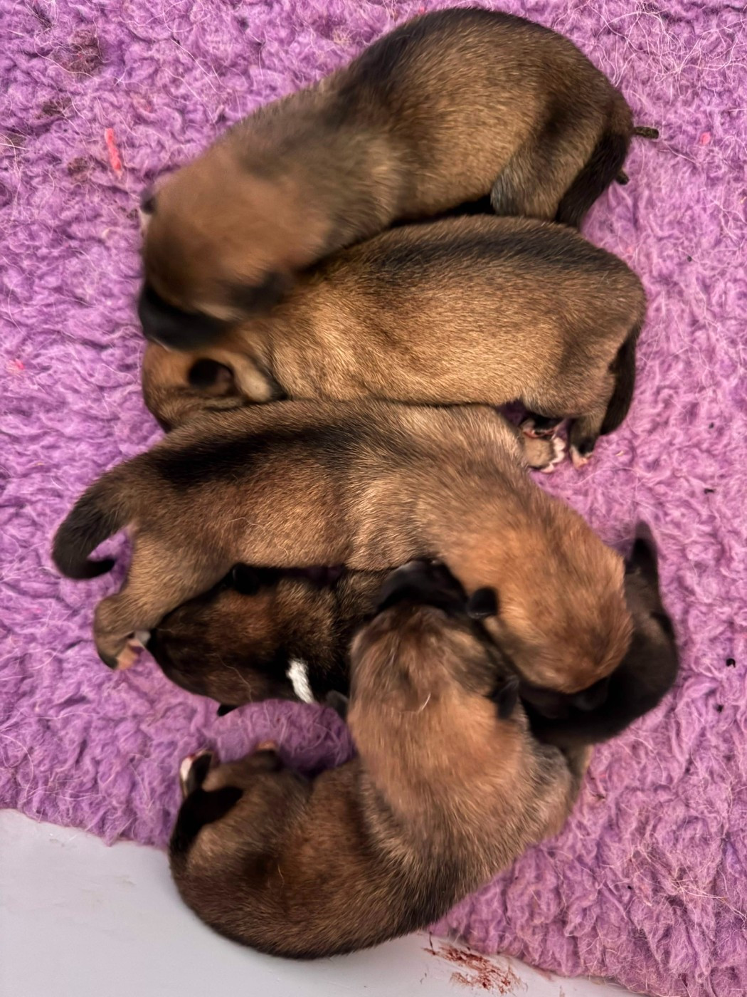 Chiot Shikoku Kibo No Okami